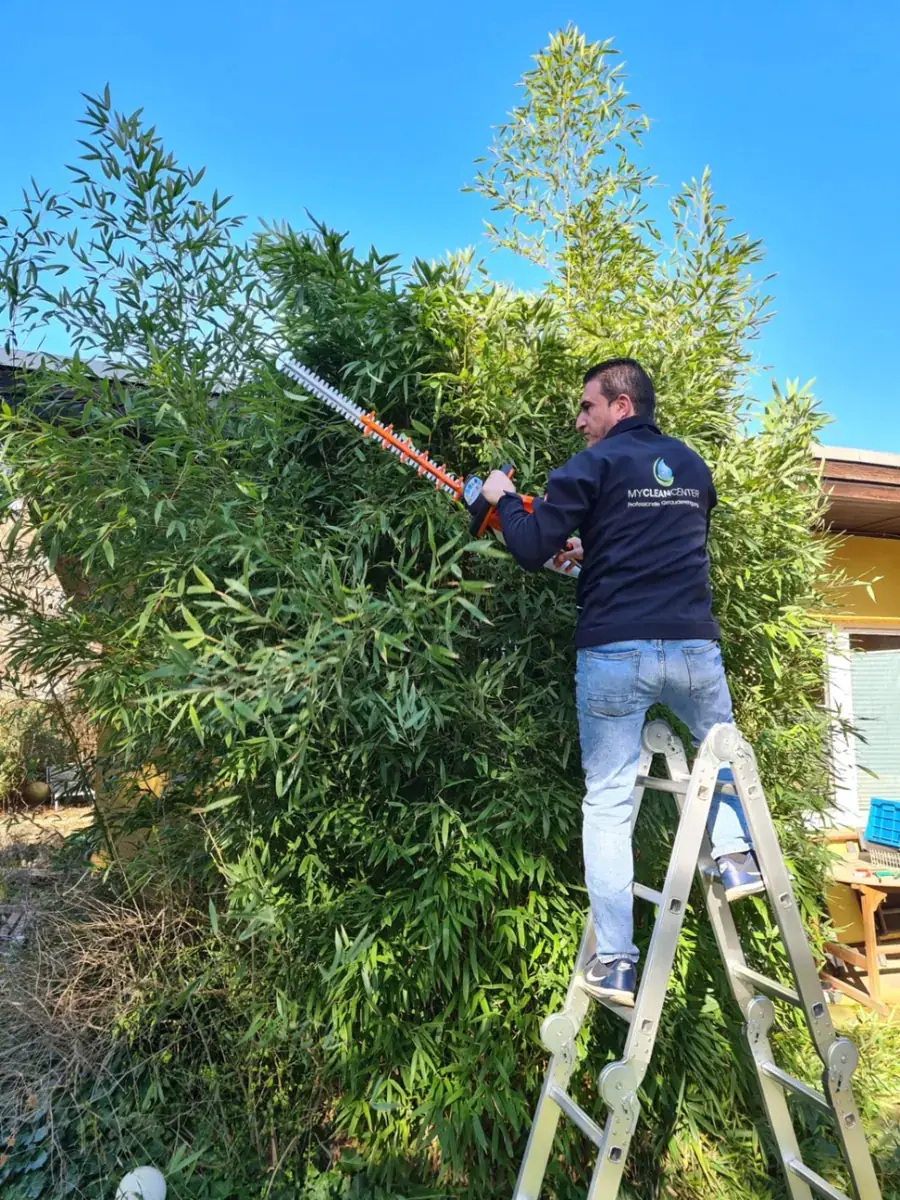 Heckenschnitt mit Heckenschere in Privatgarten